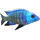 blauschimmerfisch.png