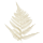knochenfarn.png