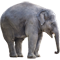 elefant.png