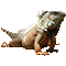 faulerleguan.gif
