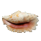 fiesmuschel.gif