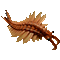 gezeitengarnele.gif