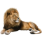 gro%C3%9Fesandkatze.png