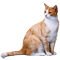 kleinesandkatze.png