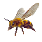 obstbienenschwaermer.gif