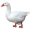 rotbein.png