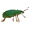 ruesselkaefer.gif