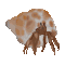 schwammkrebs.gif