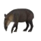 tapir.gif