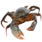 totenkopfkrebs.png