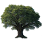 wasserwurzelbaum.png