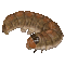 wetterraupe.gif