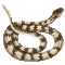zebraschlange.gif